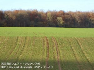 休眠前の冬小麦畑（英国）1-1